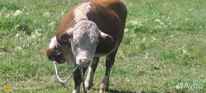 Чистокровный Герефорд