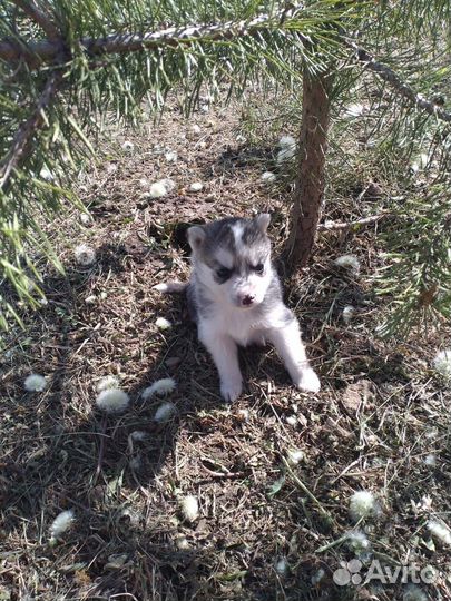 Щенки хаски