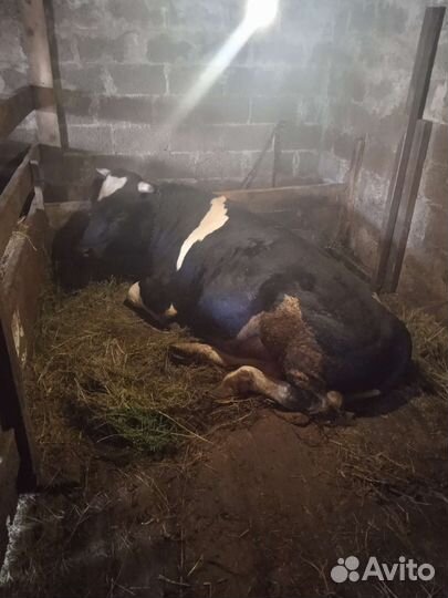 Бык на племя