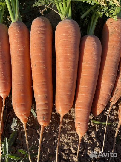 Морковь оптом