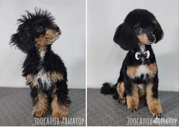 Груминг. Стрижка собак и кошек