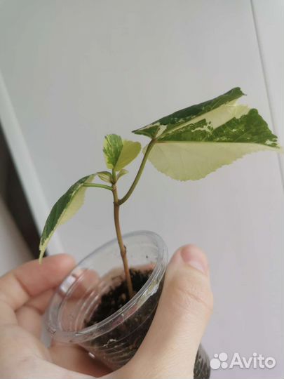 Комнатные растения(Гибискус,калла