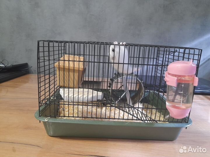 Джунгарский хомяк с клеткой