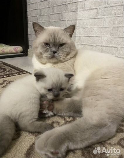 Кот вязка
