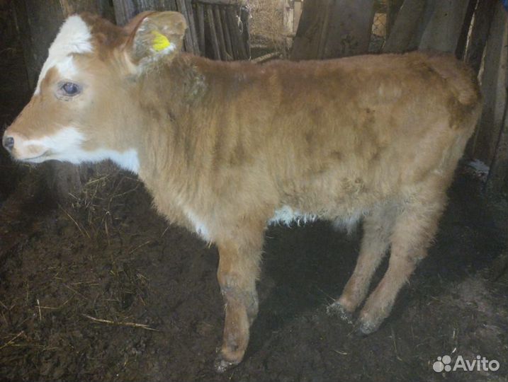 Корова телка, и бычок месячный