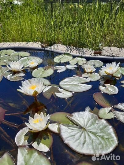 Нимфеи для пруда