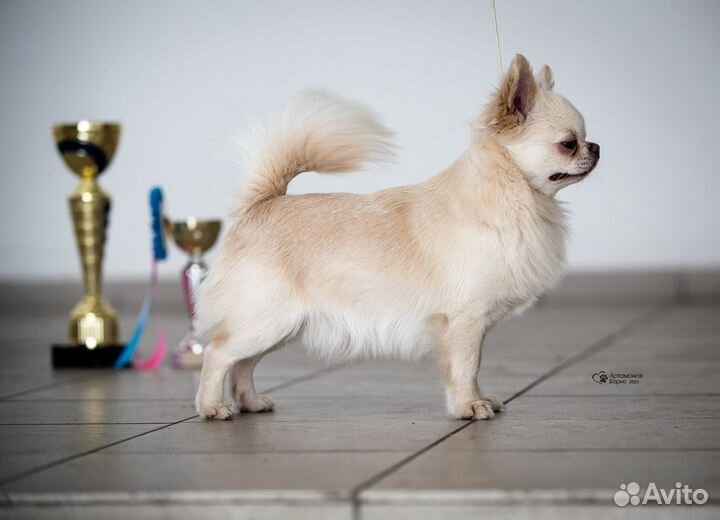 Чихуахуа кобель для вязки