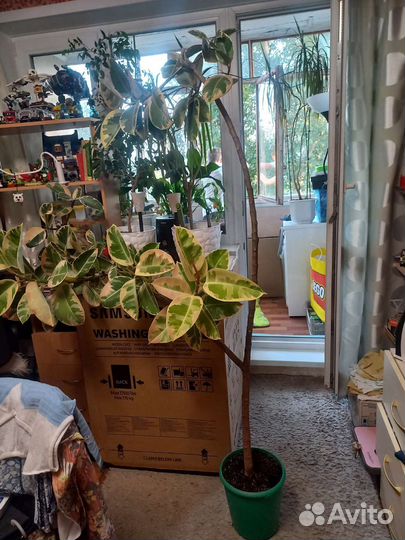 Фикус каучуконосный большой