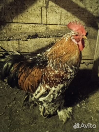 Петух брама 2,5 года