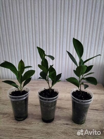 Фикус микрокарпа