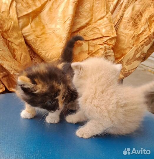 Котята в добрые руки бесплатно