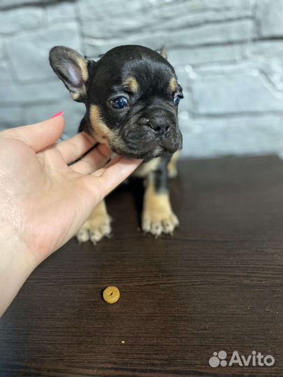 Щенки французского бульдога