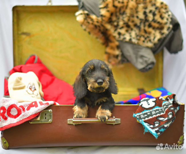 Таксенок-жестик