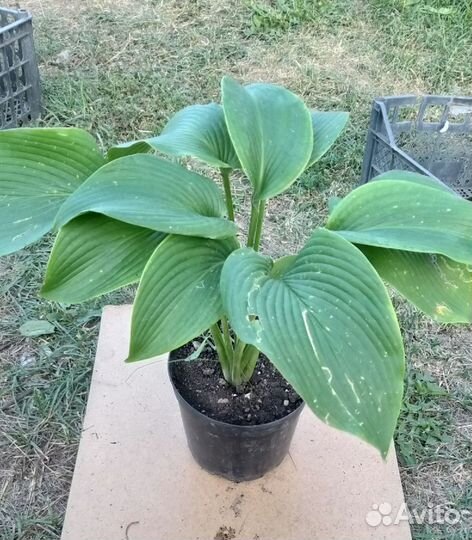 Многолетние растения