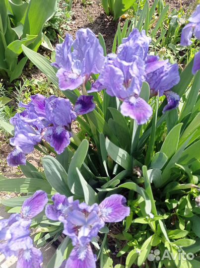 Ирисы бордюрные
