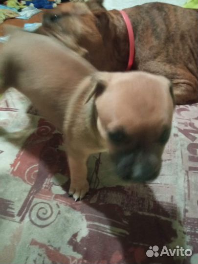 Щенки американского стаффорда