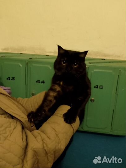 Сибирский котик