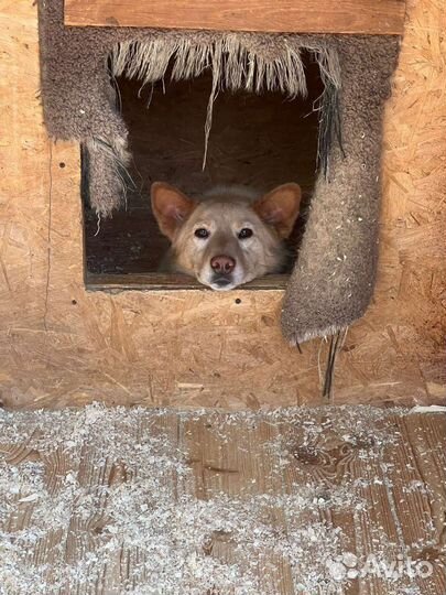 Спаси собаку из приюта