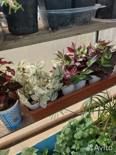 Цветы садовые и комнатные