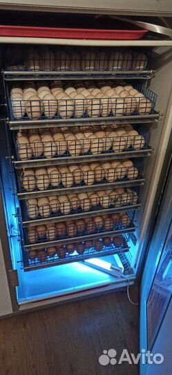 Цыплята бройлеры, несушка, индюшата