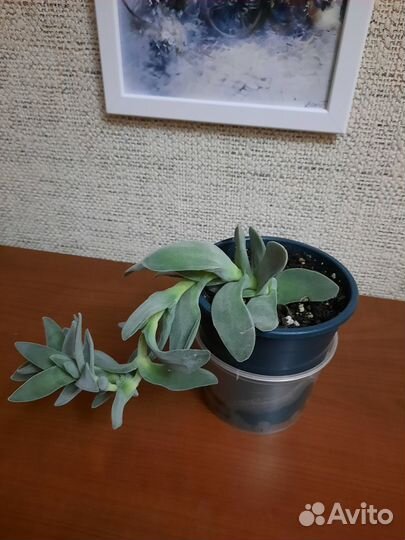 Крассула серповидная