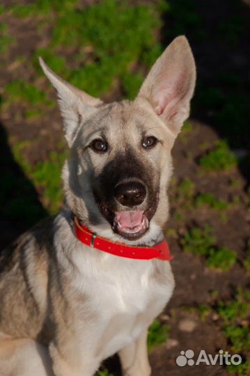 Щенок в добрые руки бесплатно