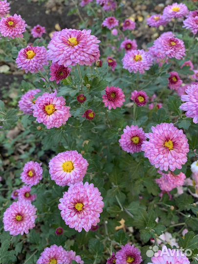 Хризантемы мультифлора черенки