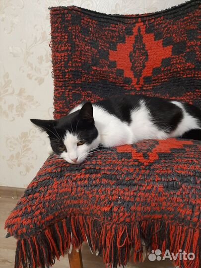 Кошечка 6- 7 месяцев