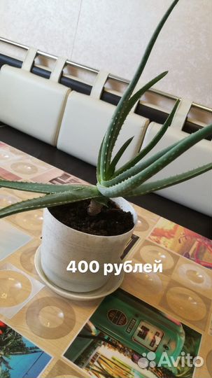 Комнатные растения цветы