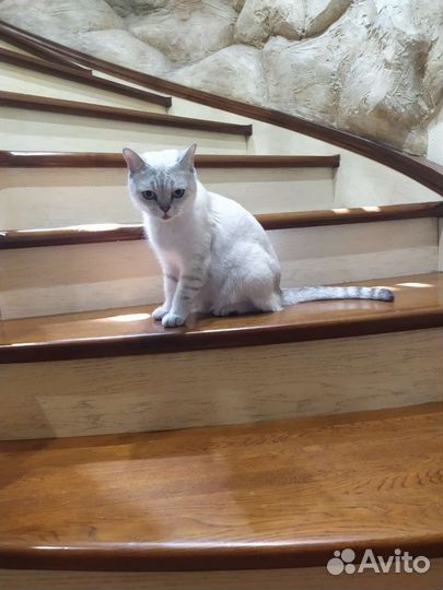 Британская шиншилла