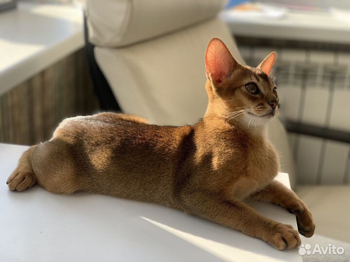 Абиссинская