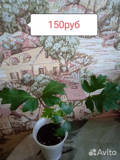 Комнатные цветы