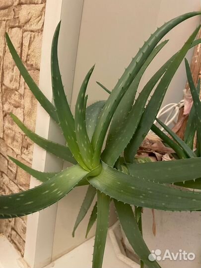 Алоэ вера лечебный 6 лет основному растению