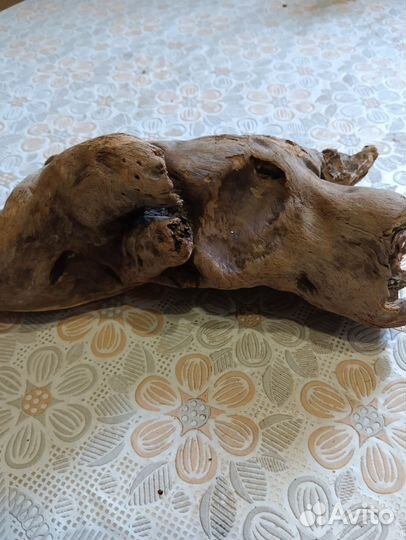 Коряги дрифтвуд