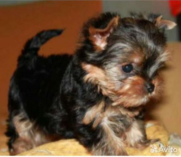 Йоркширский терьер щенки