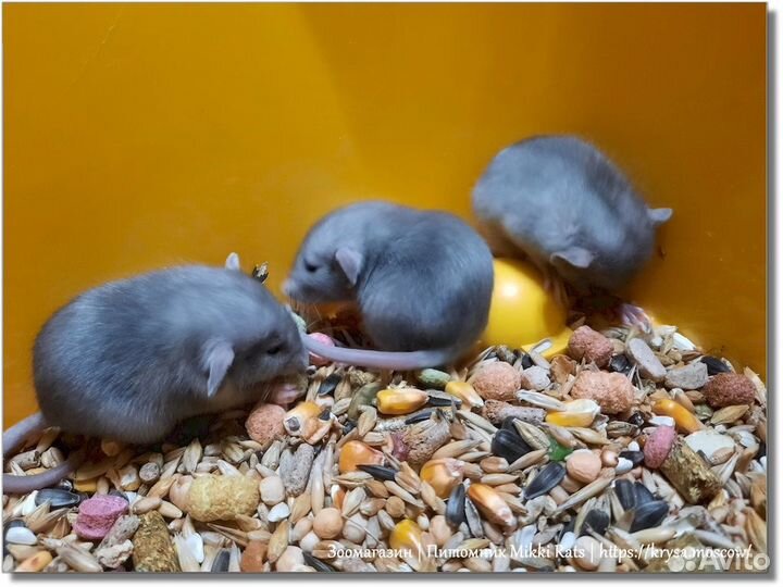 Крысы. Канадские (голубые) крысята Дамбо