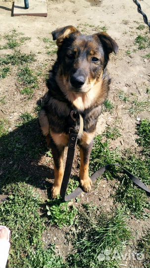 Щенок в добрые руки бесплатно