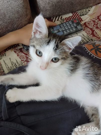Котенок в добрые руки