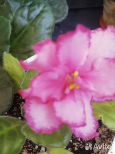 Сортовые фиалки