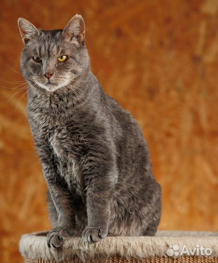 Общительный кот Миша в добрые руки