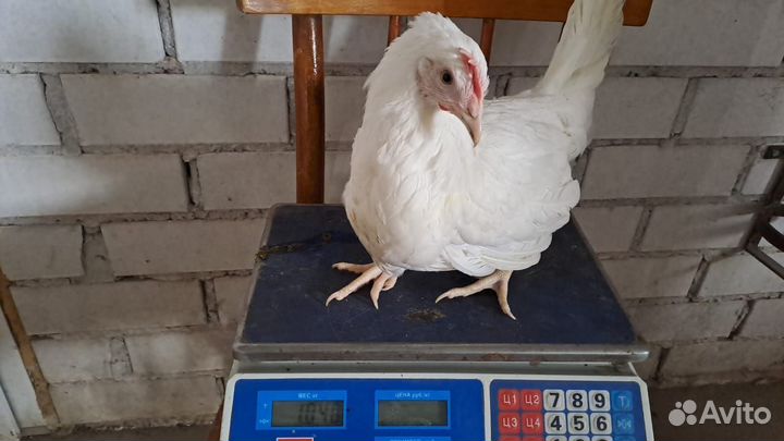 Куры молодки несушки доминант,легорн,родонит