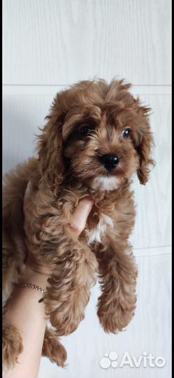 Той-пудель мини