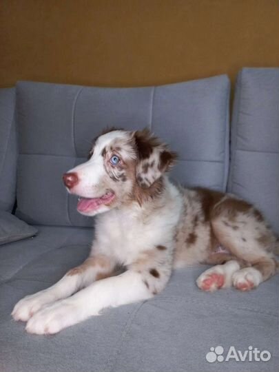 Бордер Колли девочка