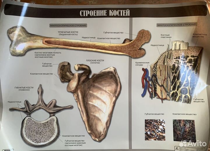 Школьный плакат