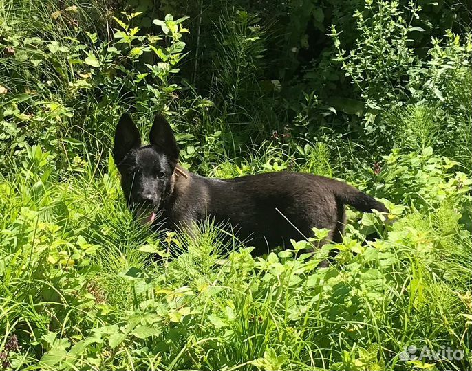 Собака в добрые руки отдам бесплатно
