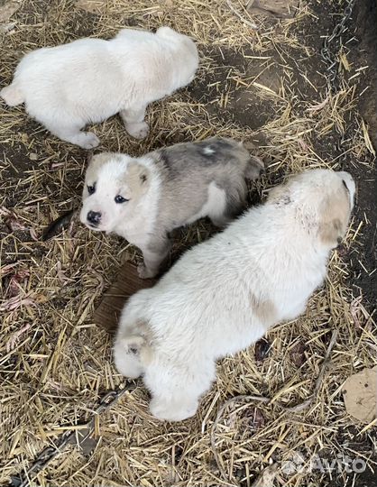 Щенки алабая продажа