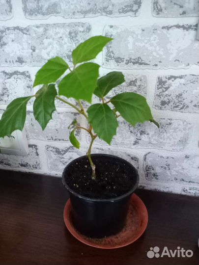 Циссус ромболистный