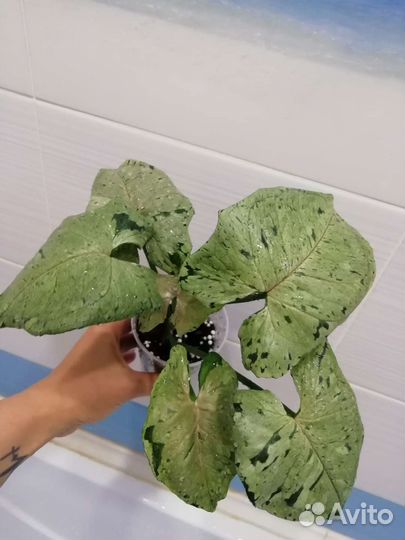 Сингониумы сортовые