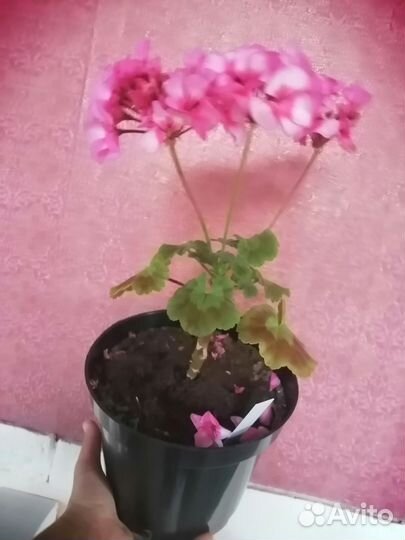 Пеларгонии сортовые