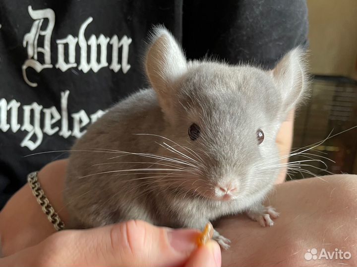 Ручная шиншилла 3 месяца